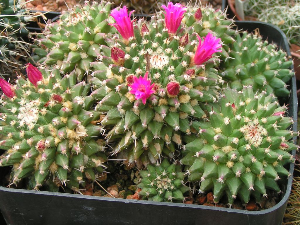 Mammillaria satorii